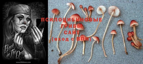 СК Пересвет